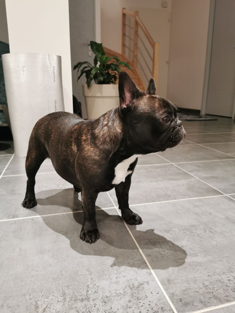 Olly black angel de l'odyssée des Chaines d'or